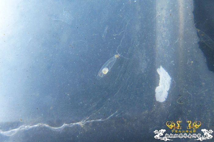 褐吻虾虎产卵啦（更新孵化第四天）