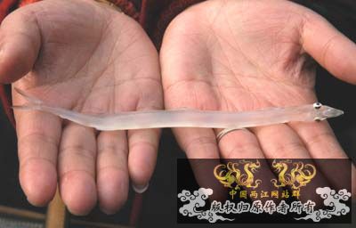 1_200901260116331RYq2.jpg