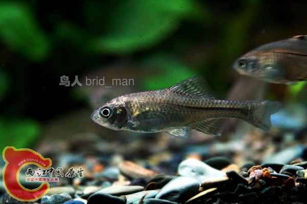 重伤初愈的无须