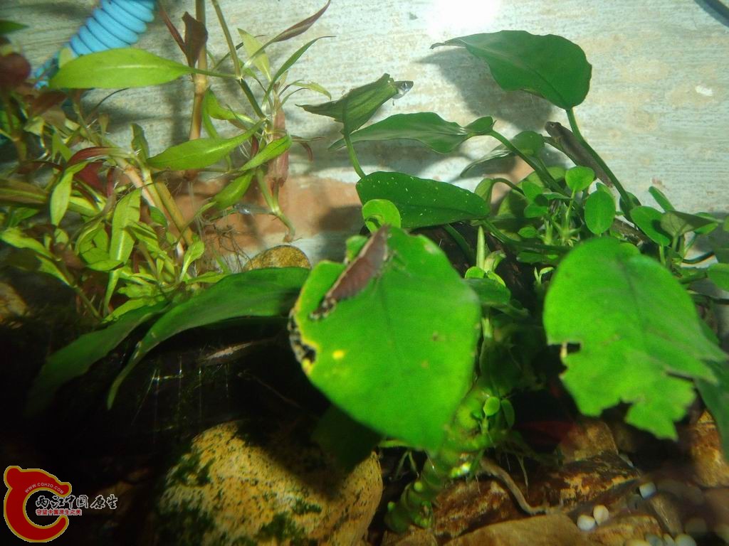 调整大小 DSCF4458.jpg