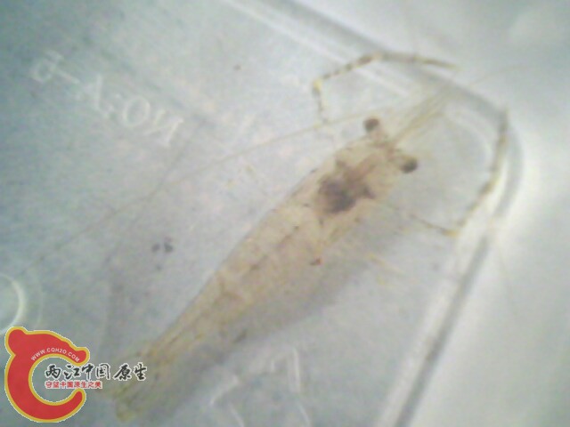 这两只都是大眼吗？》