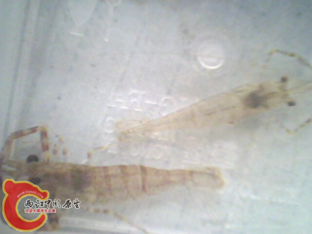 这两只都是大眼吗？》