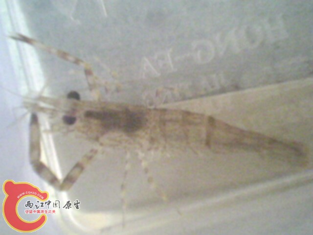 这两只都是大眼吗？》