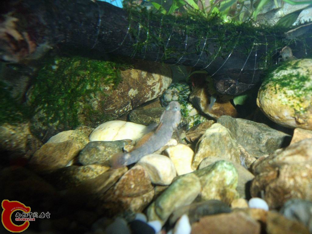 调整大小 DSCF4461.jpg