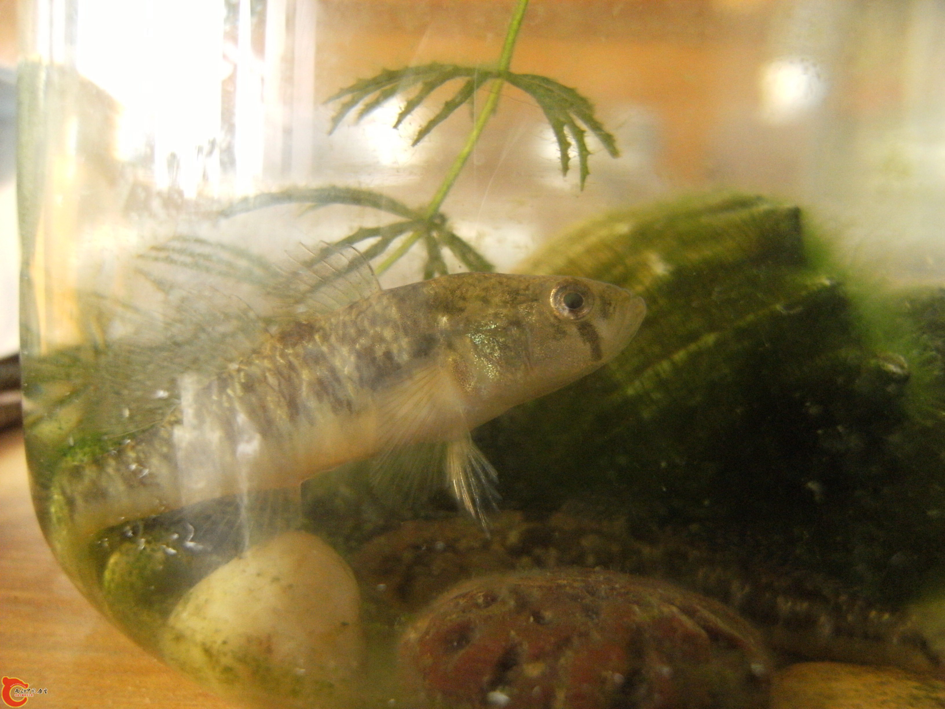 DSCF4519.JPG