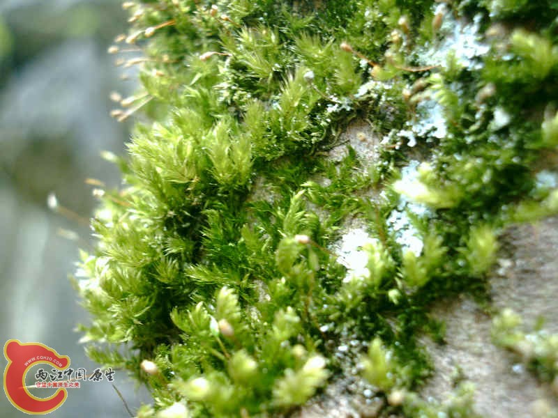 各式各样的MOSS (8).JPG