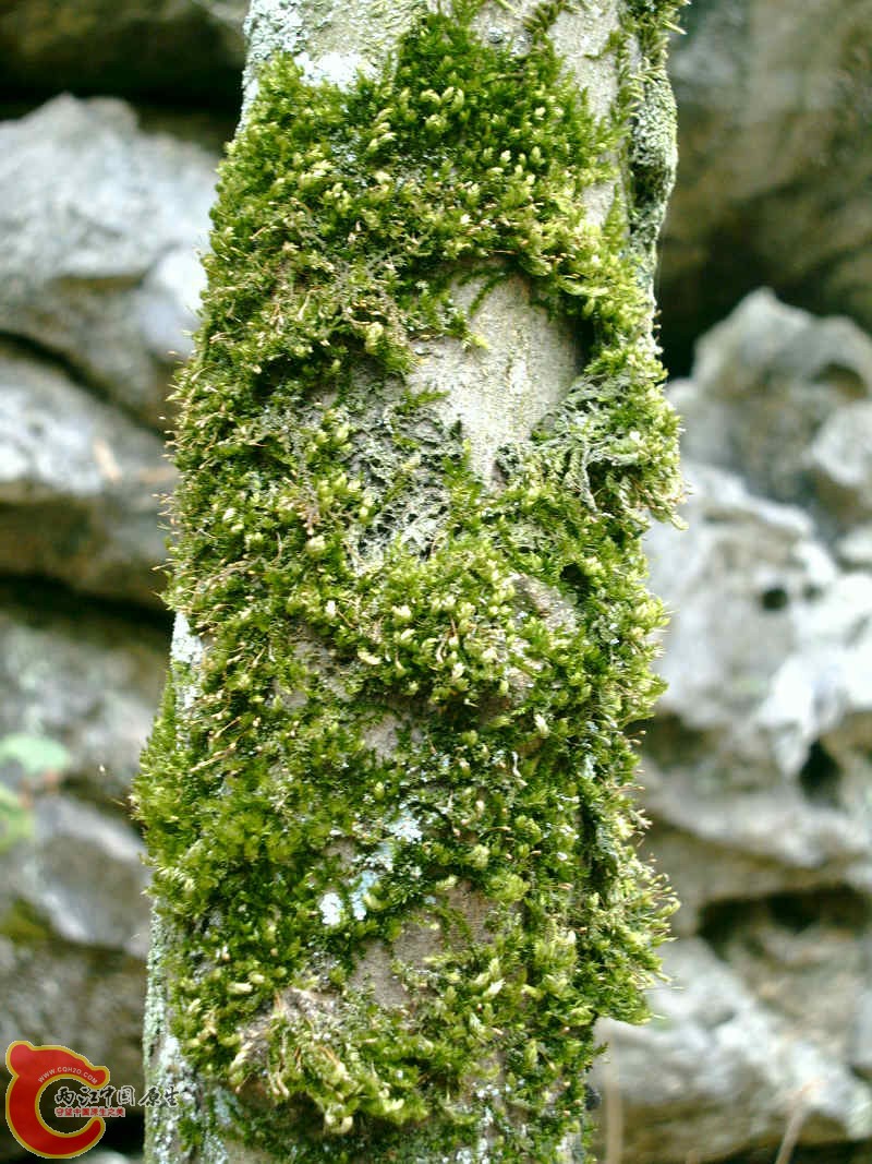 各式各样的MOSS (9).JPG