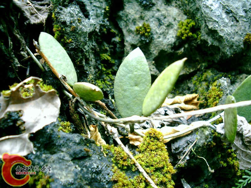 肉叶植物 (2).JPG