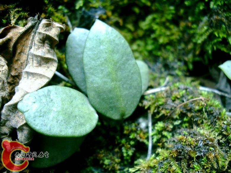 肉叶植物 (1).JPG