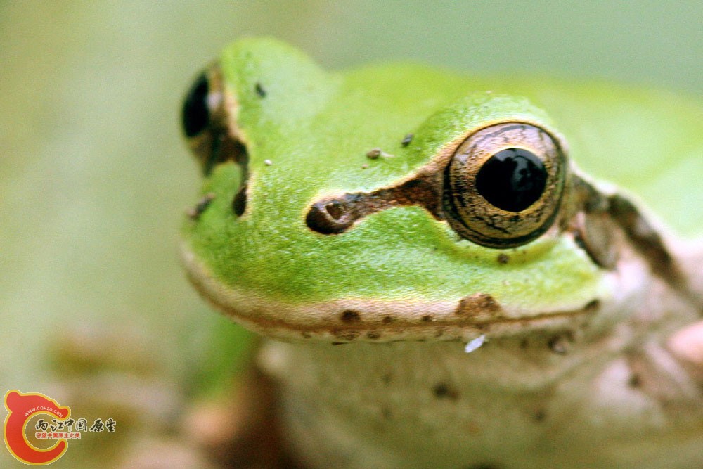 蛙_9_b.jpg