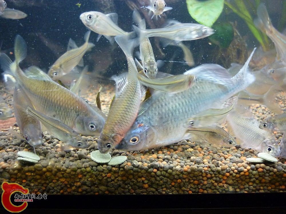 P1020779.JPG