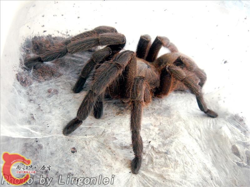 敬钊缨毛蛛.jpg