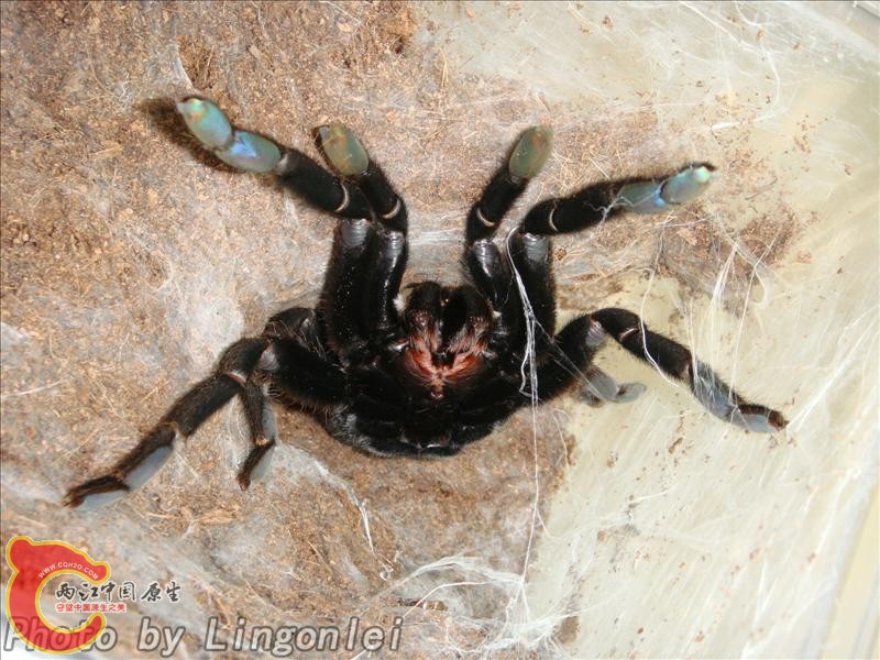 海南捕鸟蛛.jpg