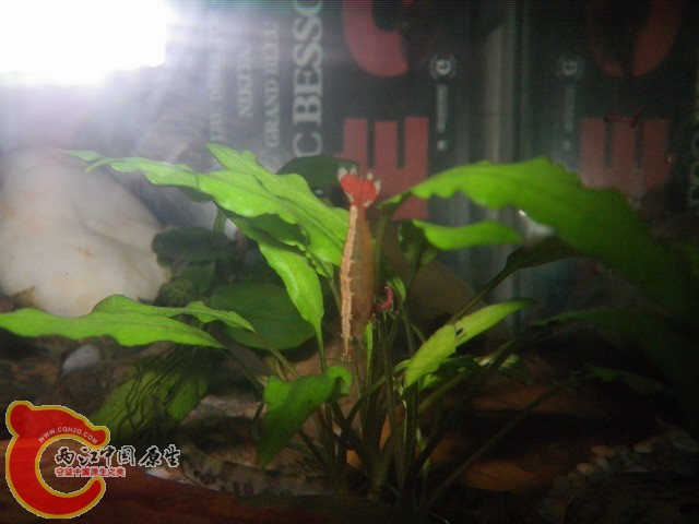 调整大小 IMGP0767.JPG