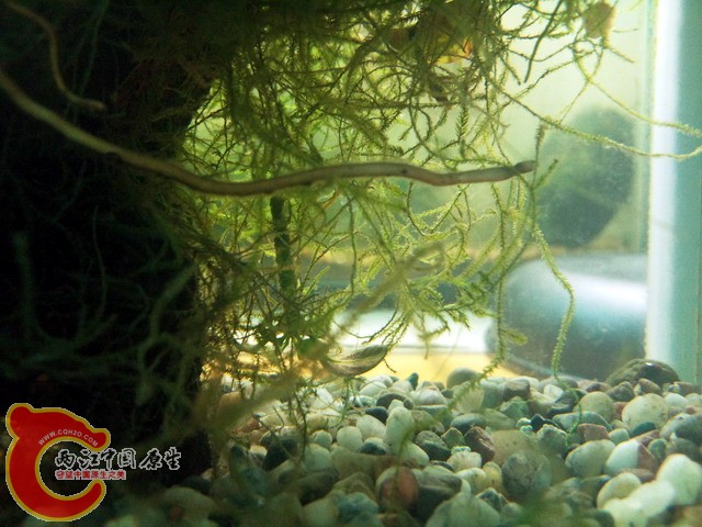 嘿嘿，没有虾虎