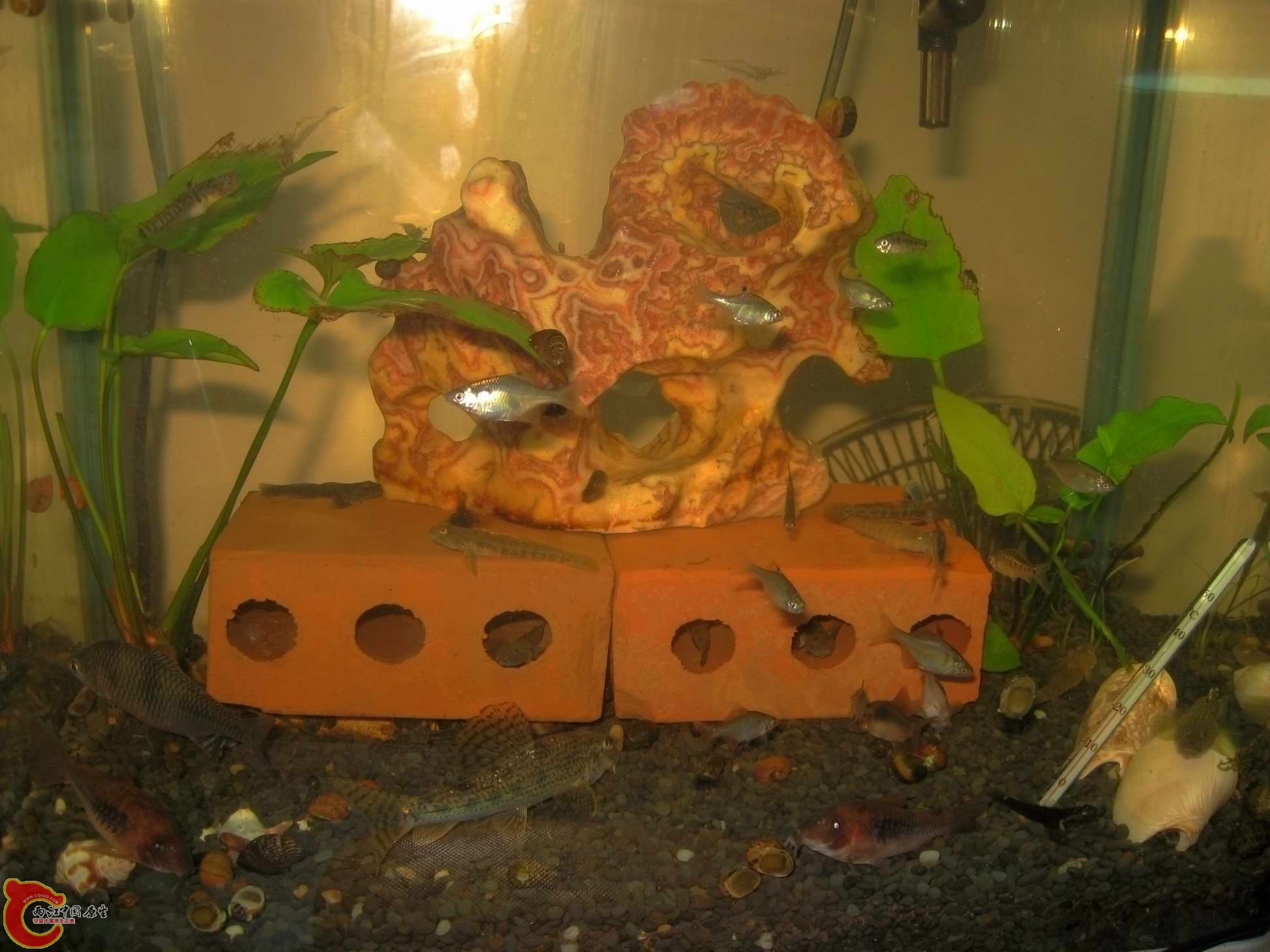 虾虎喜欢就好美不美观无所谓了