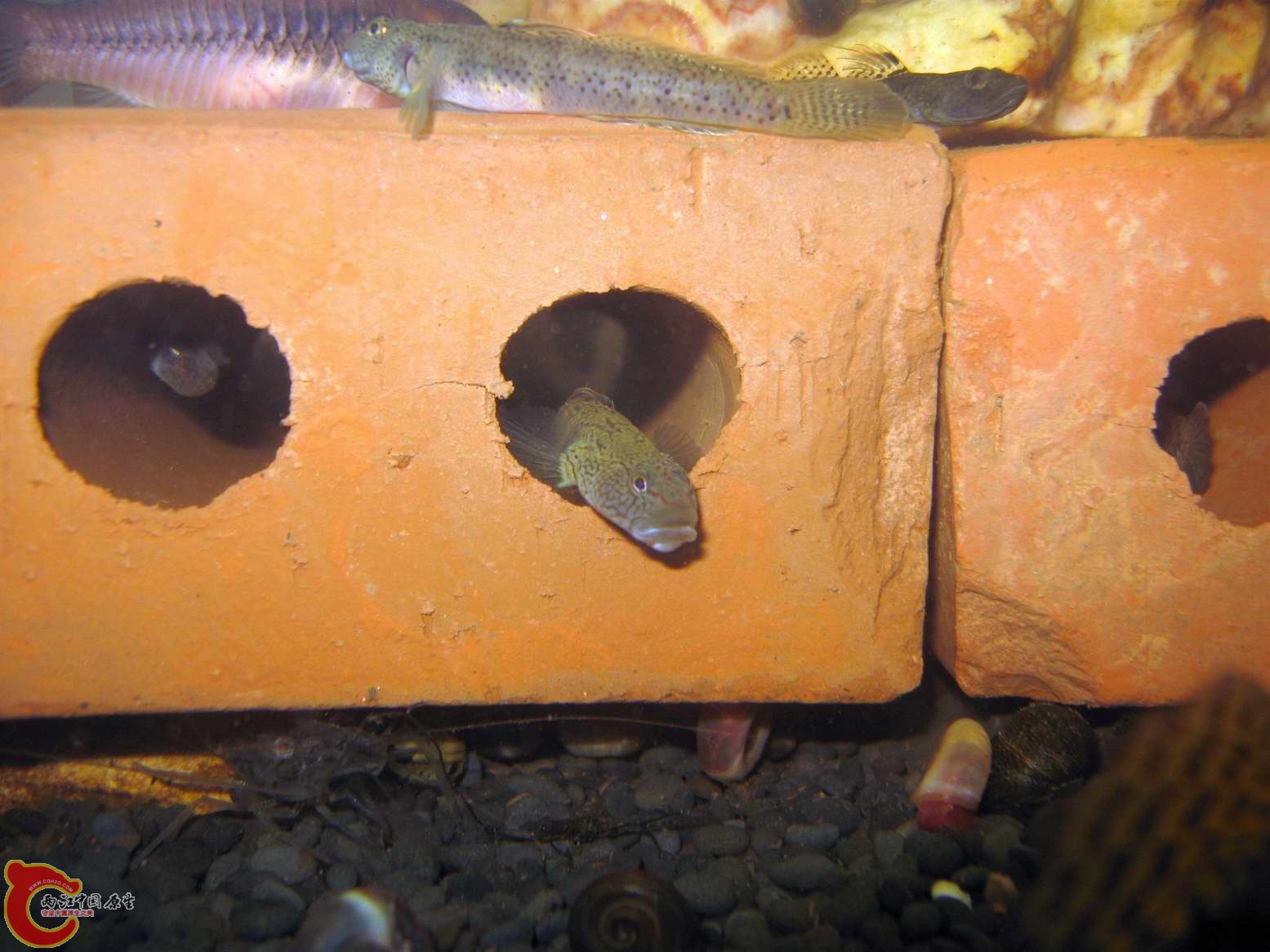 警惕可能的入侵者