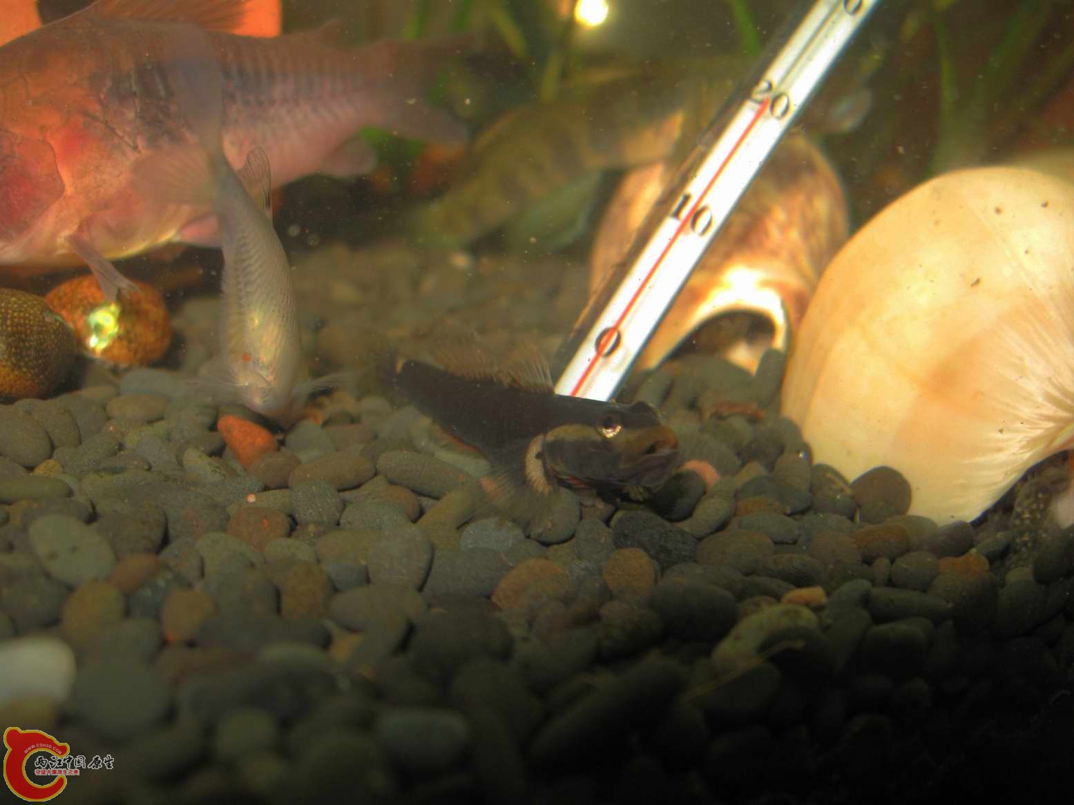 无房无鱼爱的光棍溪吻...