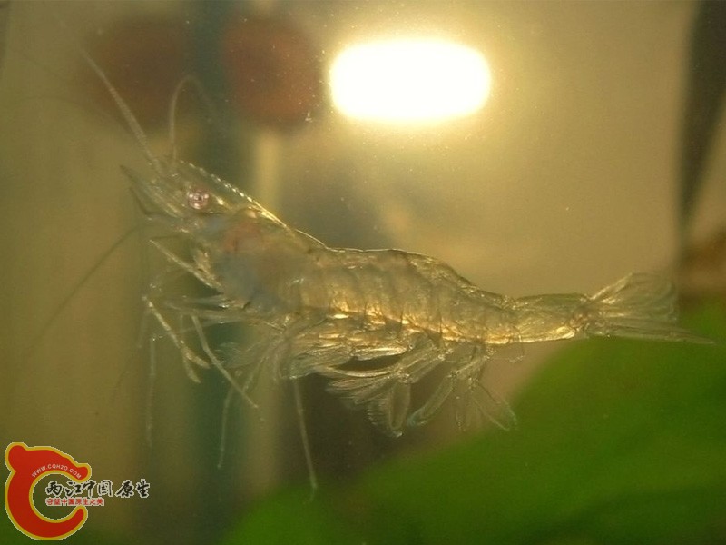 抠出来放大了的秀丽白虾?