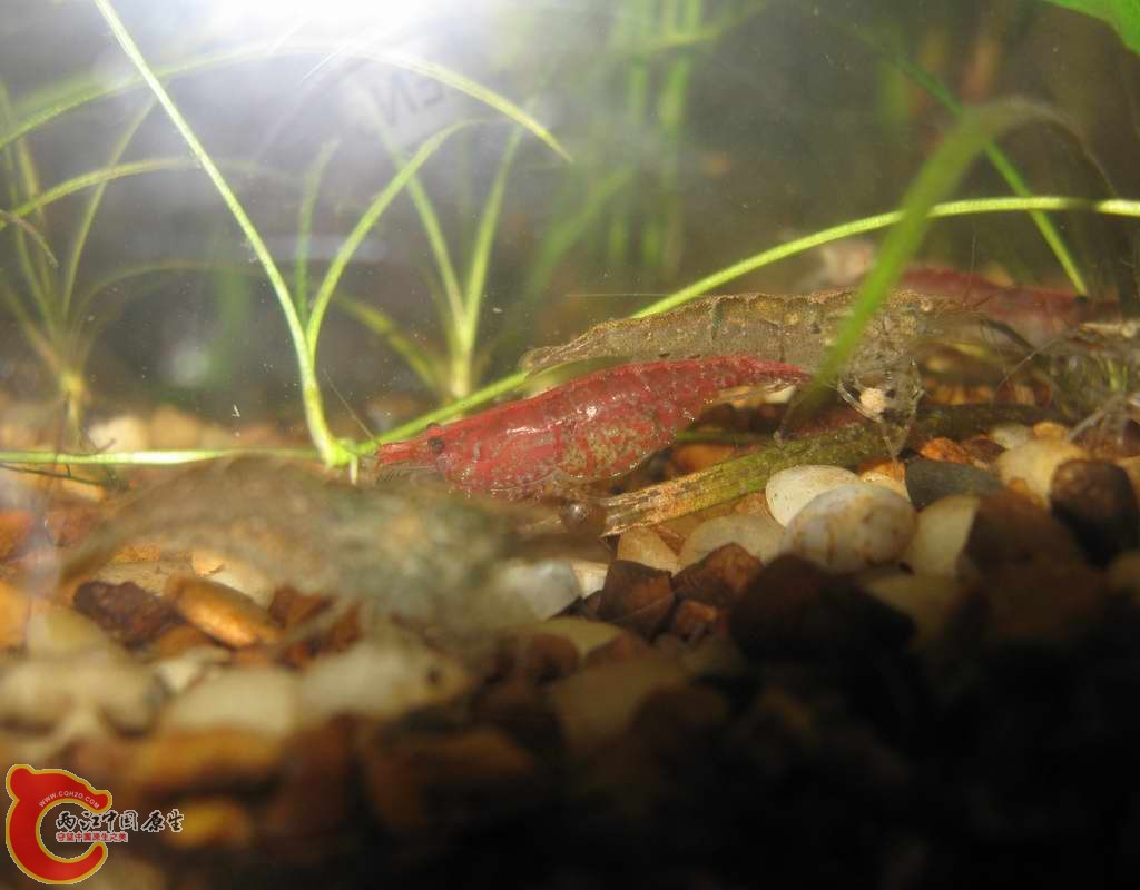 大量的樱花在缸里活得还不错哦