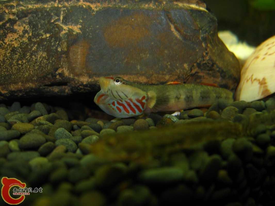 虾虎吼叫很有趣吧~