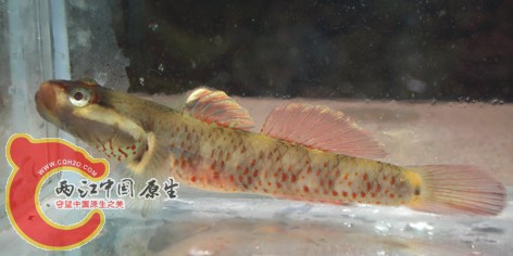 溪虎