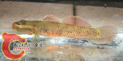 溪虎