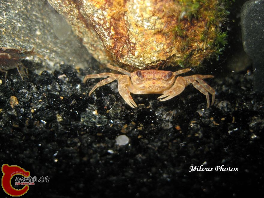 溪蟹.JPG