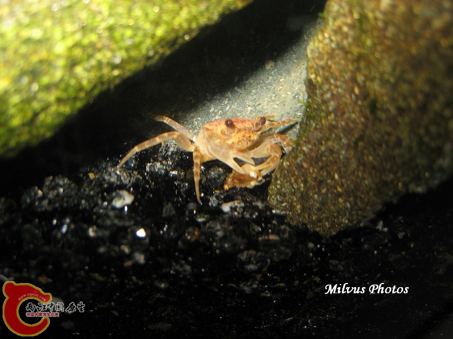 溪蟹3.JPG