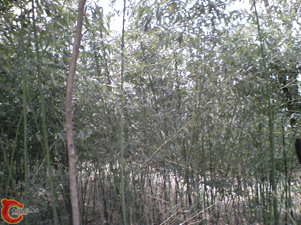 小竹林 .jpg