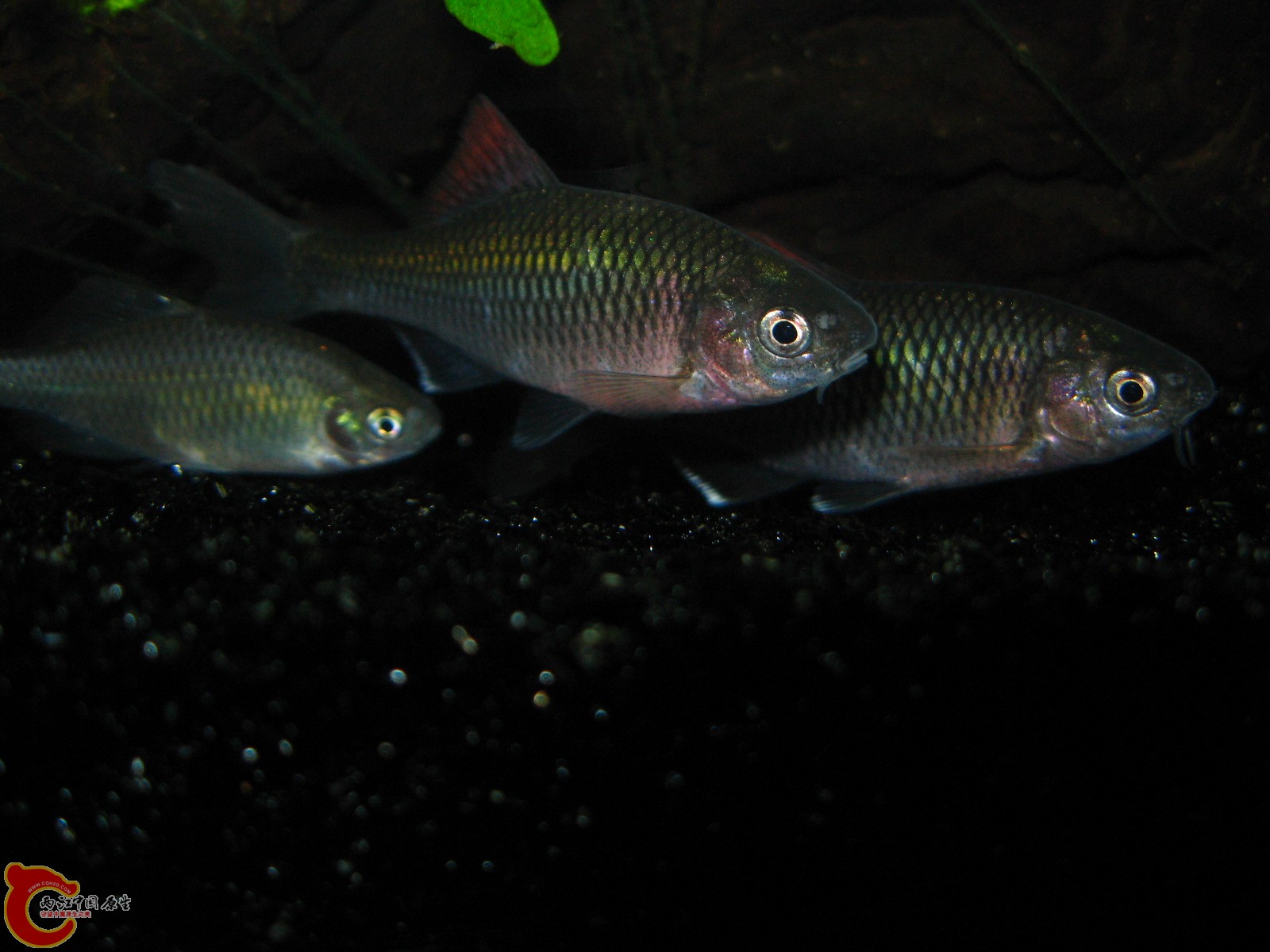 后面那只是高体