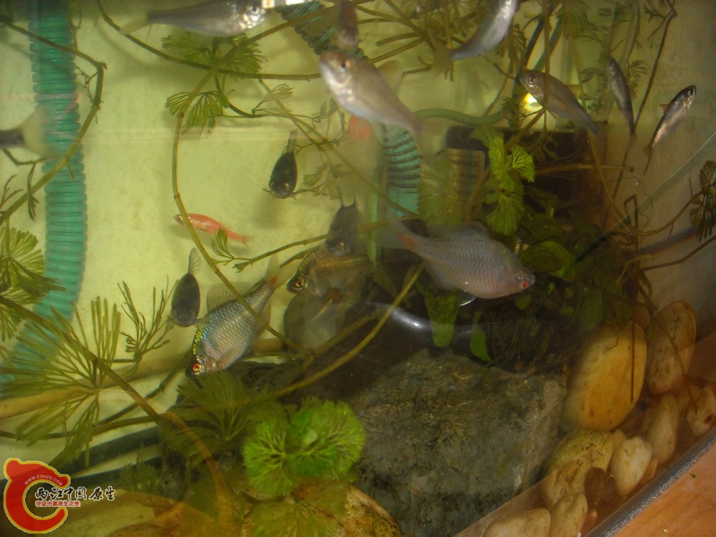 40小缸