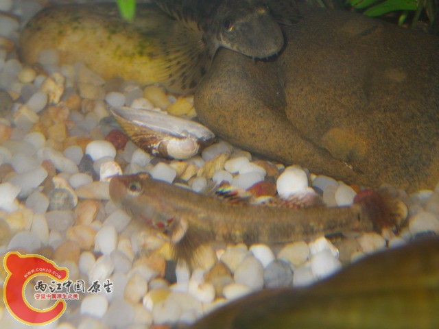 调整大小 IMGP0961.JPG