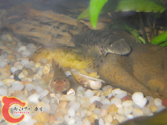 调整大小 IMGP0963.JPG