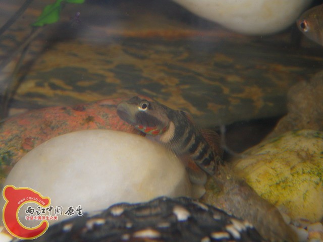 调整大小 IMGP0964.JPG