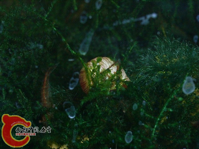 好白……