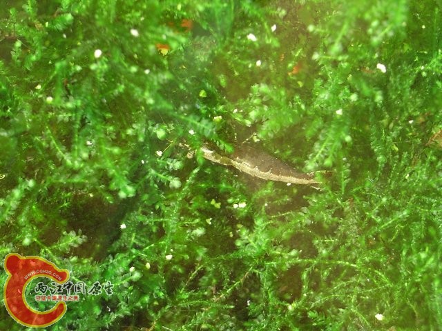 最初6只樱花和三只草虾的后代……