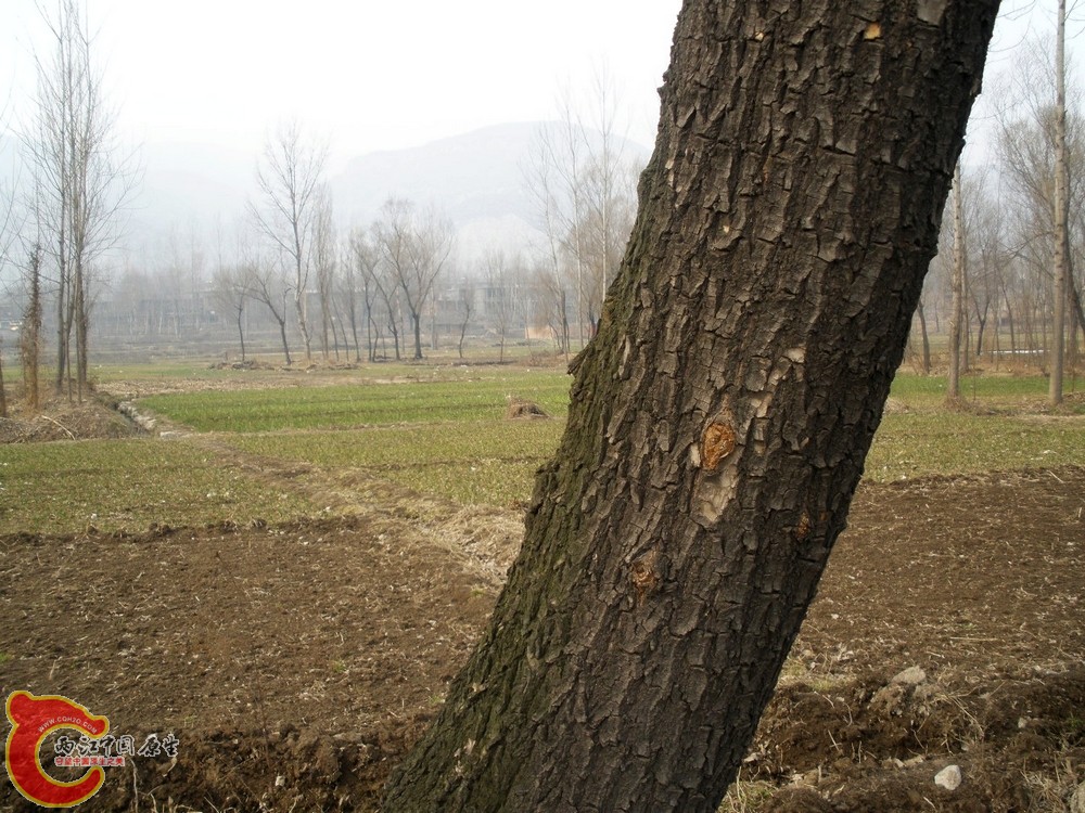 77.jpg