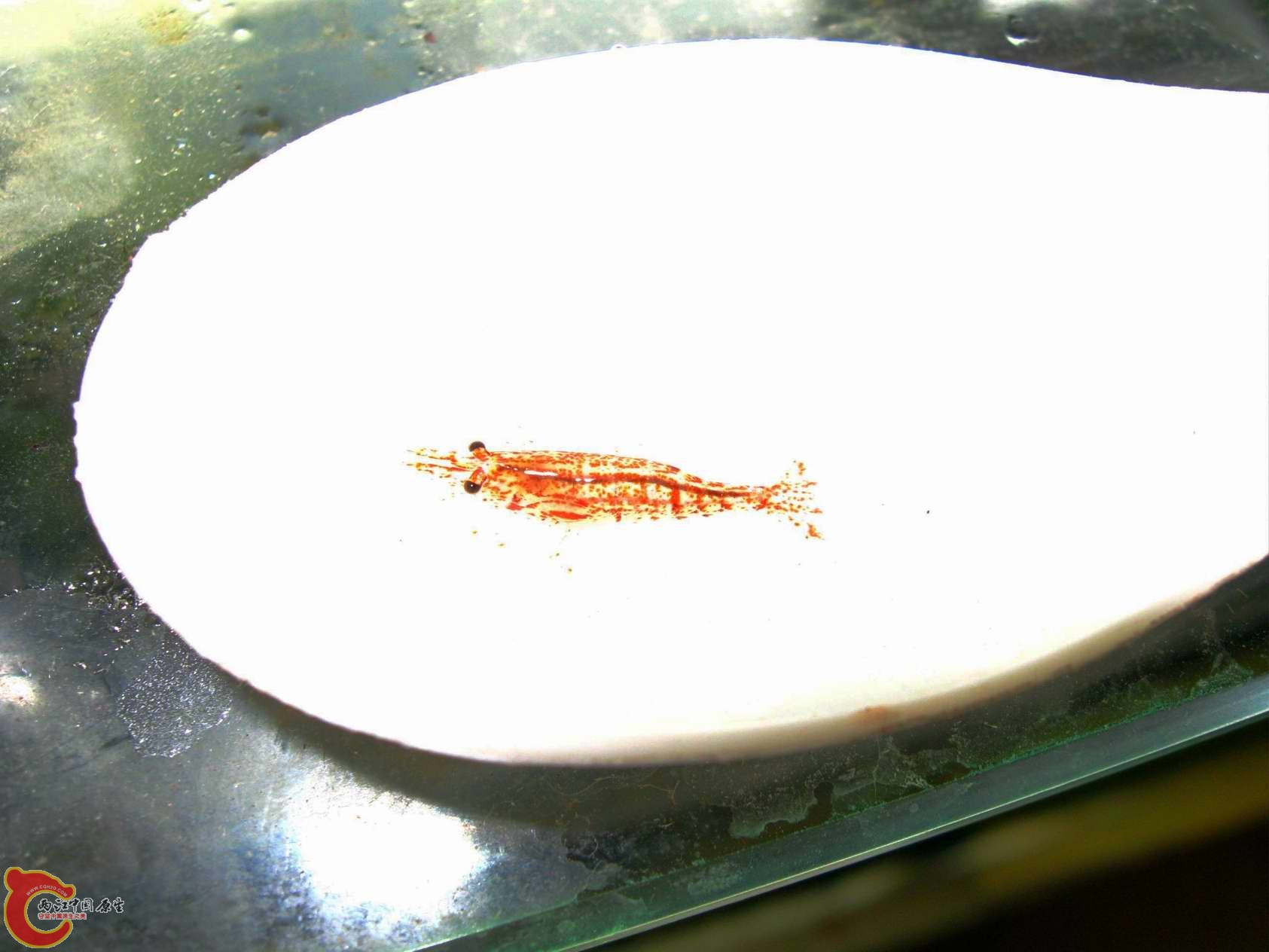 被我拍糊了的怒目而视的樱花