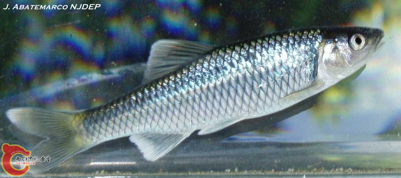 Cyprinella analostana.jpg