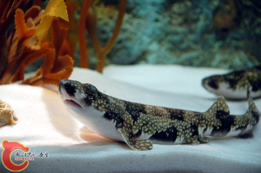 水族馆四 (4).jpg