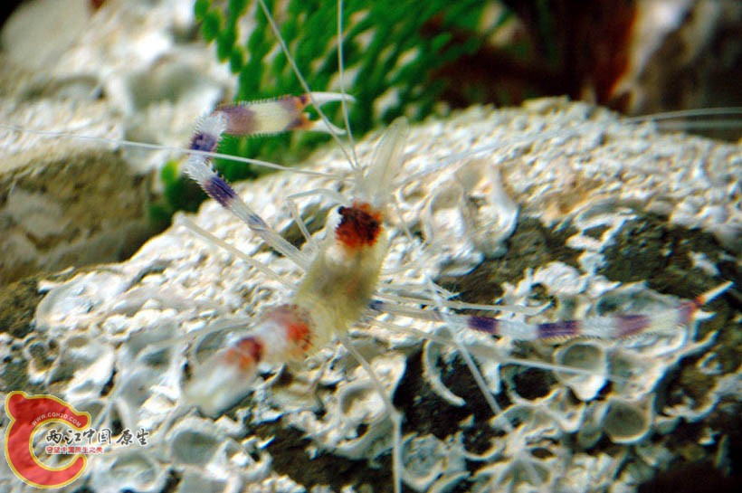 水族馆四 (9).jpg
