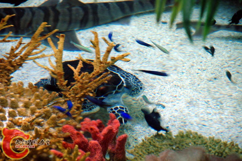 水族馆一 (12).jpg