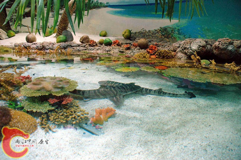 水族馆一 (29).jpg