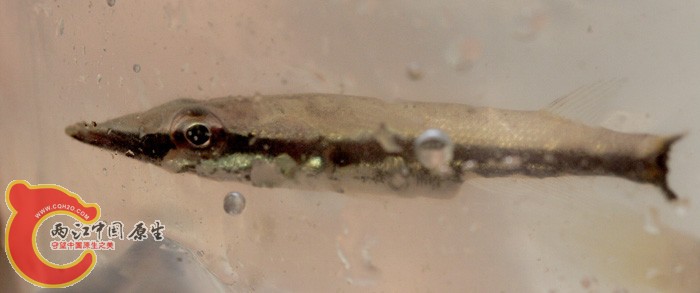 6a00d83451ba5969e200e54f591ff58833-800wi.jpg