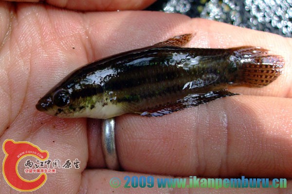 Betta edithae.jpg