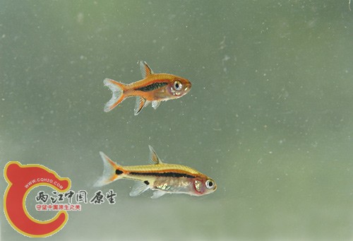 boraras_pair.jpg