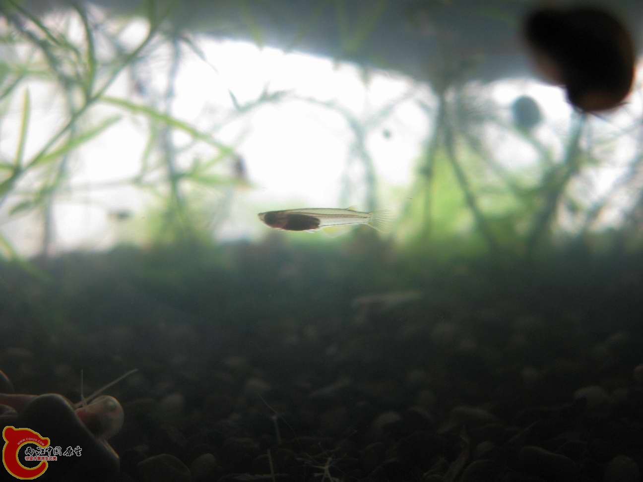 同缸发育的红树林青将F1