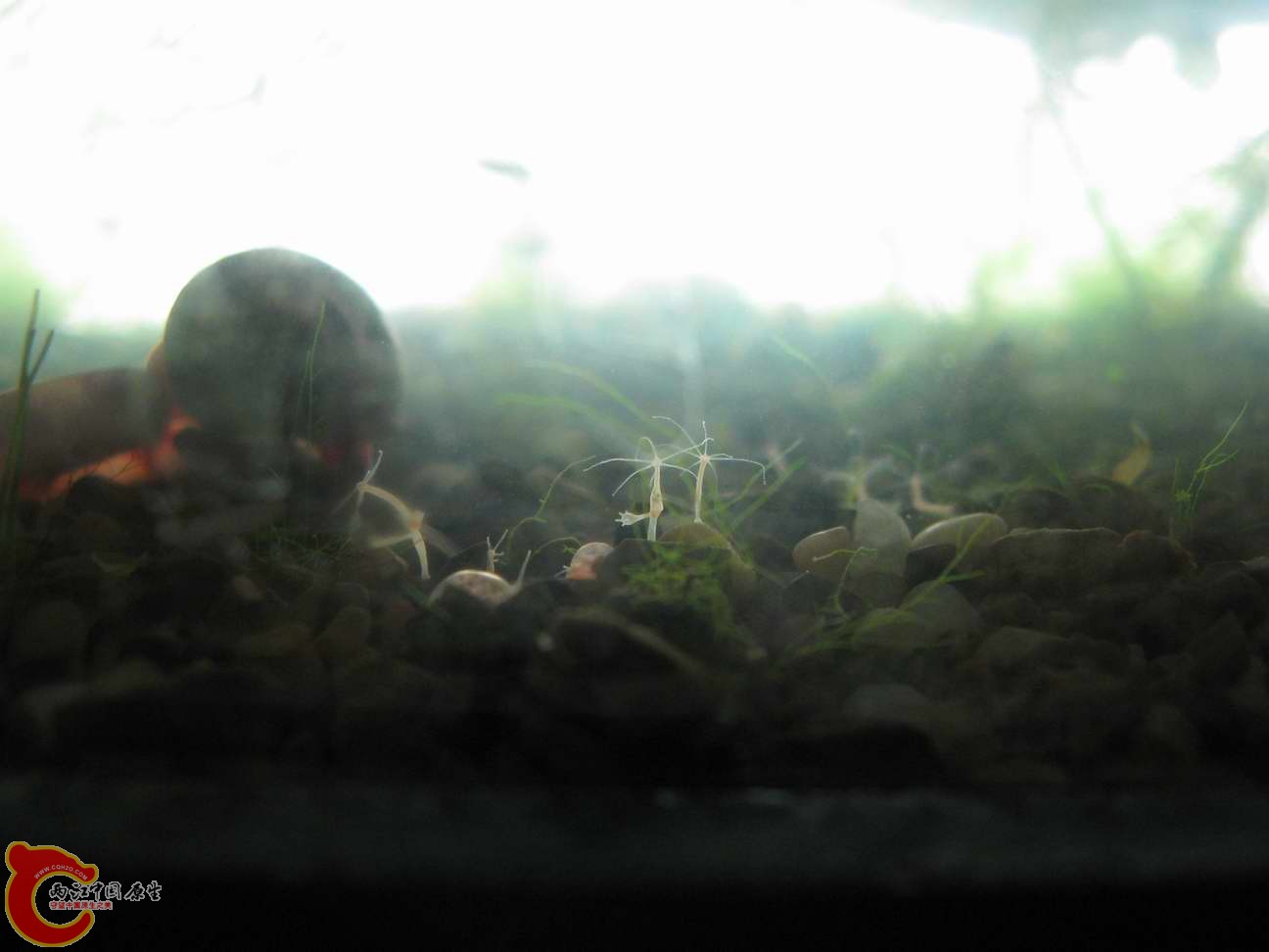 有点地外生物的感觉吧~