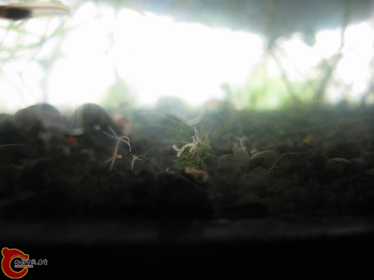 有点地外生物的感觉吧~